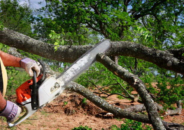 Best Lot and Land Clearing  in New Chicago, IN